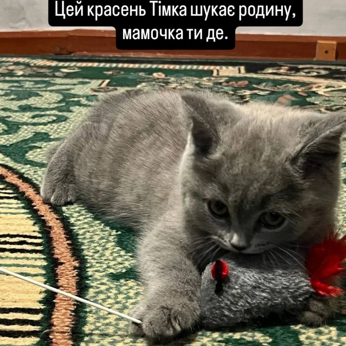 Шотландська висловуха