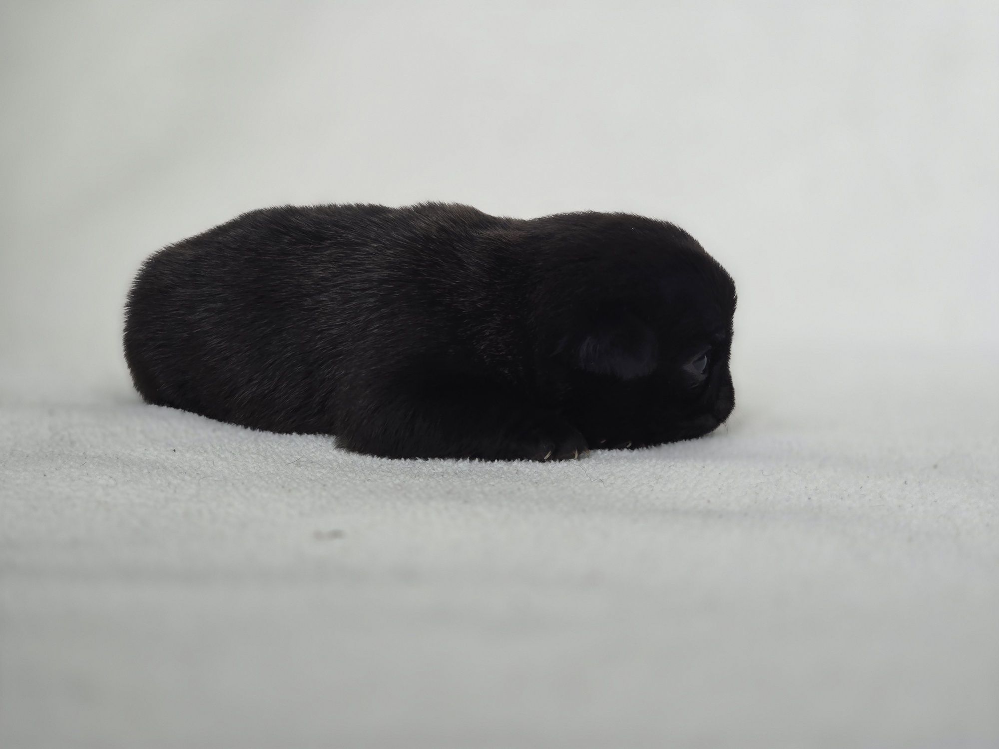 Mops ZKwP chłopak