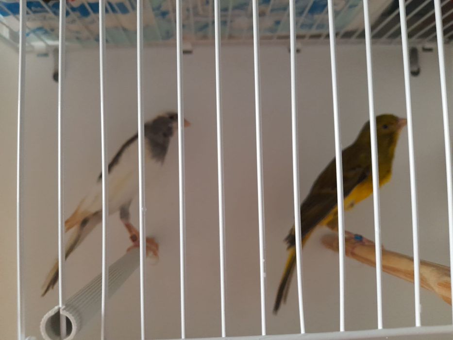 Canario largues espanhol