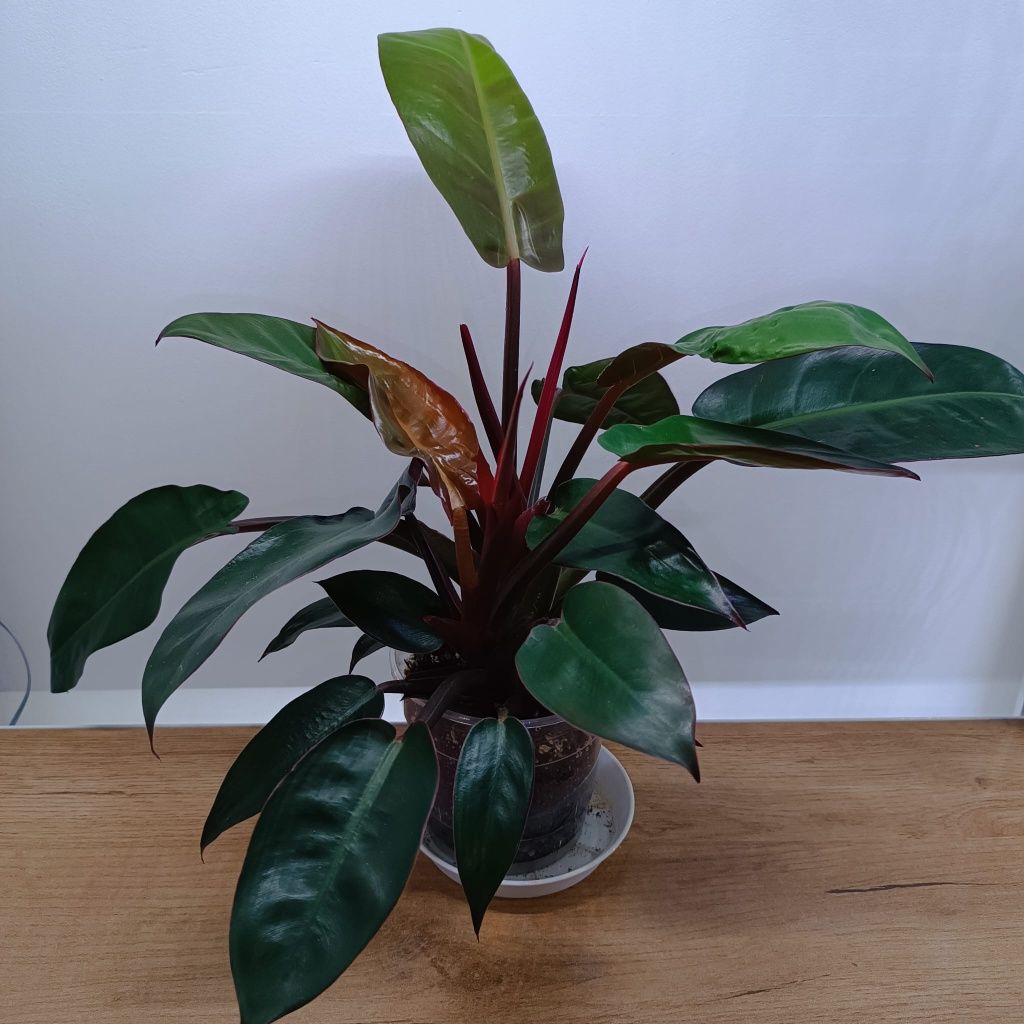 Philodendron sun red