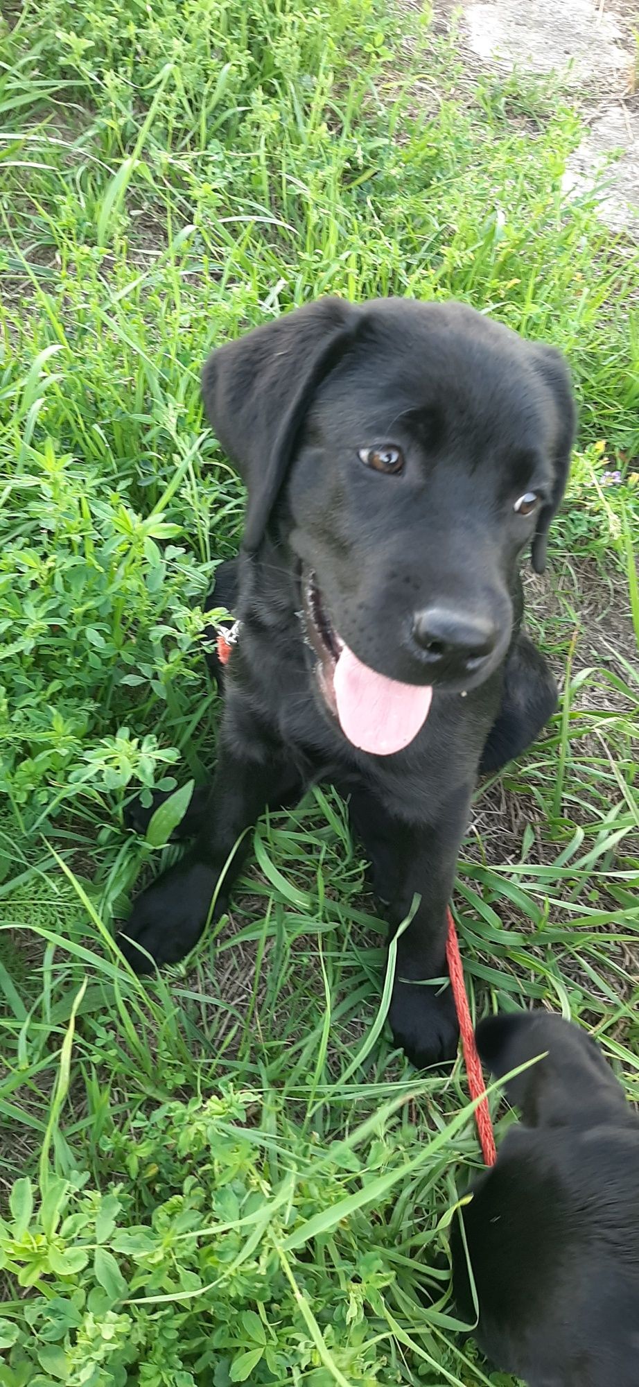 Labrador Retriever FCI