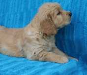 Golden Retriever - złoty szczeniak