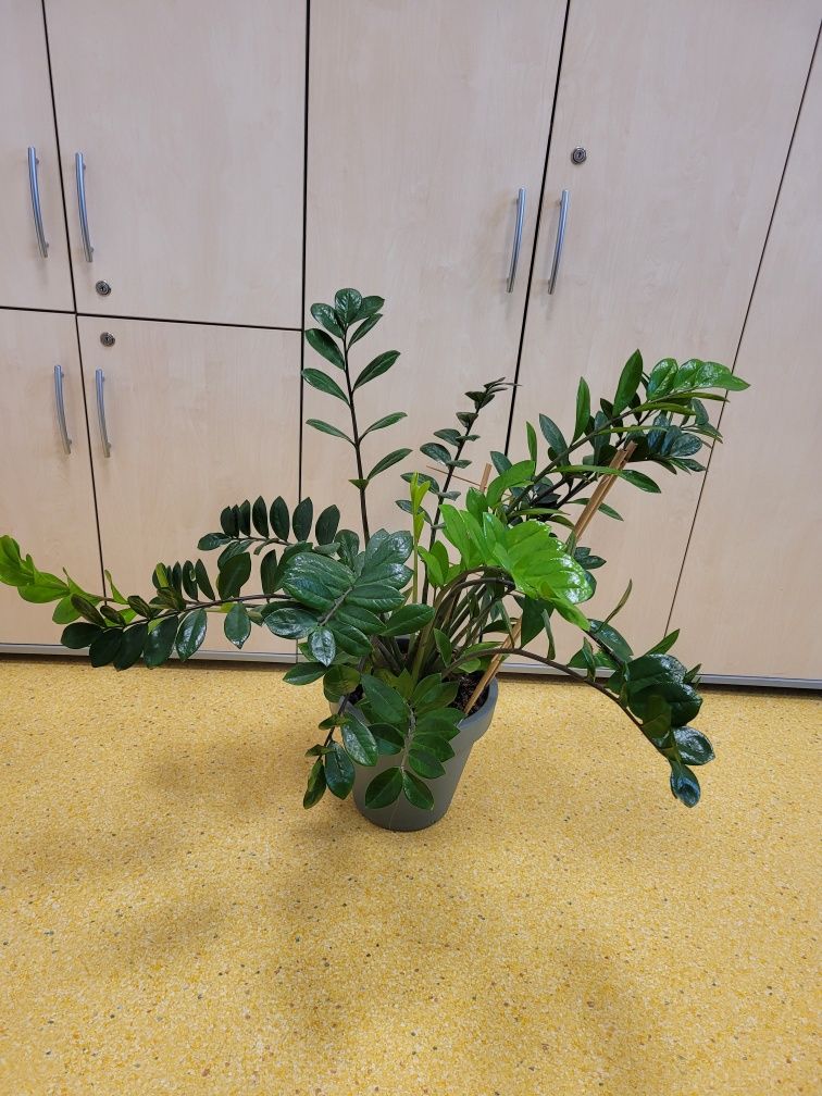 Zamiokulkas zamiolistny 70cm wysoki 90cm z doniczką