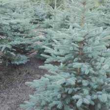 ŚWIERKI SREBRNE I ZIELONE - sprzedaż bezpośrednio z plantacji