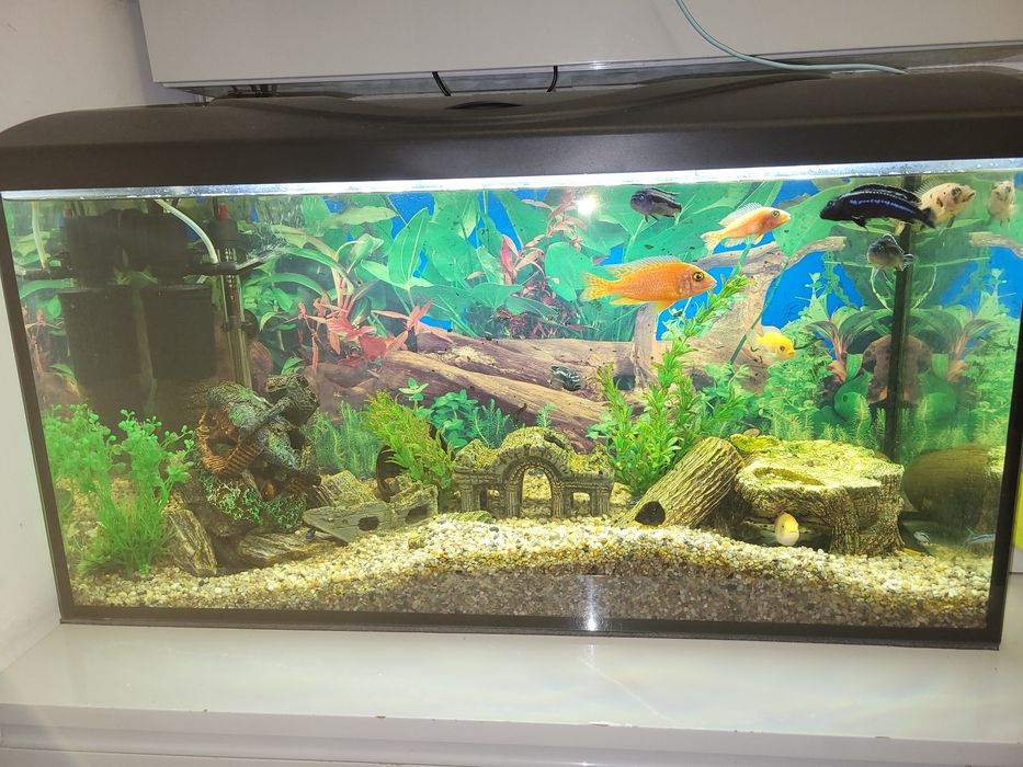 Sprzedam akwarium z życiem