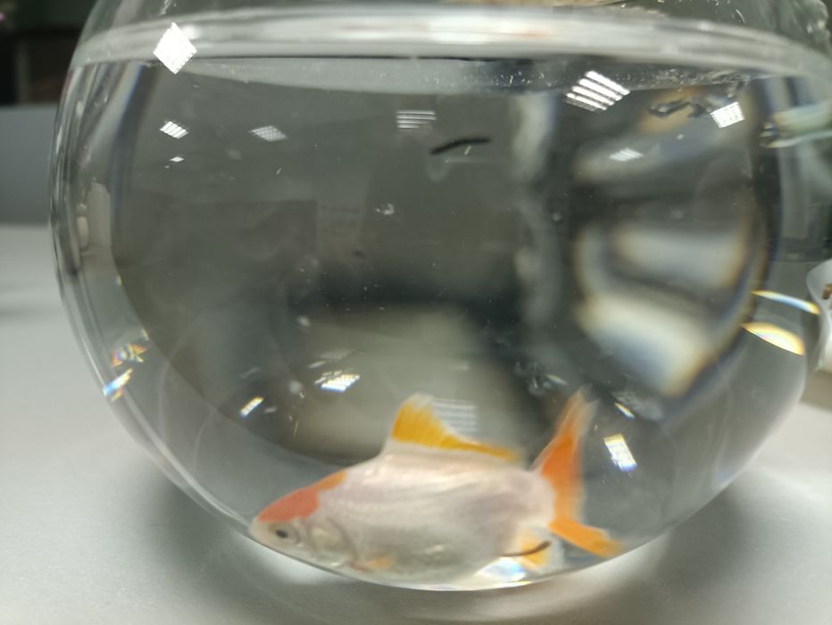 Золотая рыбка, бесплатно