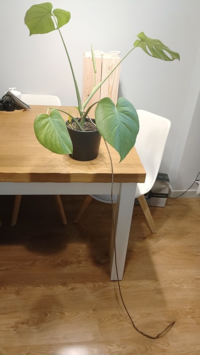 Kwiat monstera z małymi sadzonkami