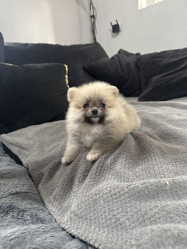 Pomeranian szpic miniaturowy