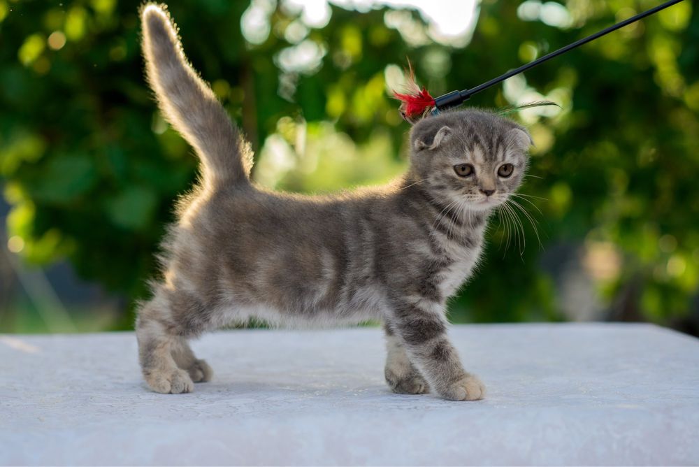 Котята скоттиш фолд ( шотландская вислоухая)