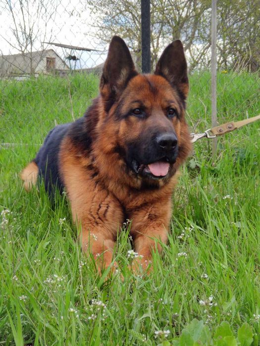 Продам щенка Немецкой Овчарки