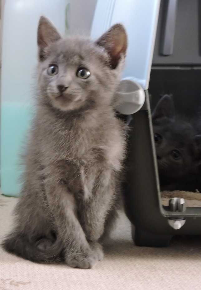 Linda gatinha Azul alegria e amor em casa