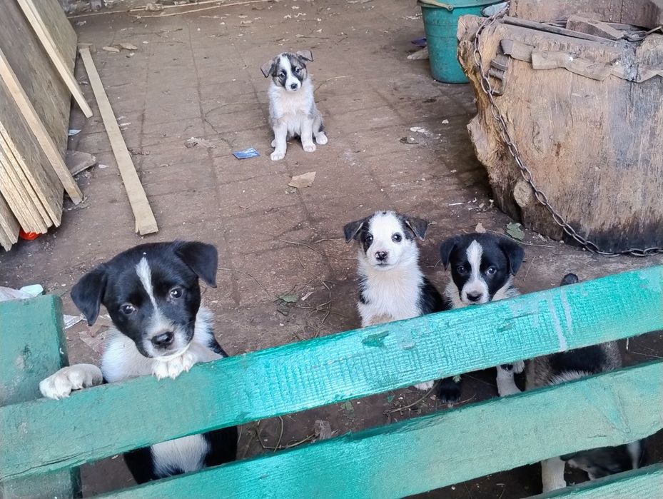Щенята дворняжки віддам в добрі руки