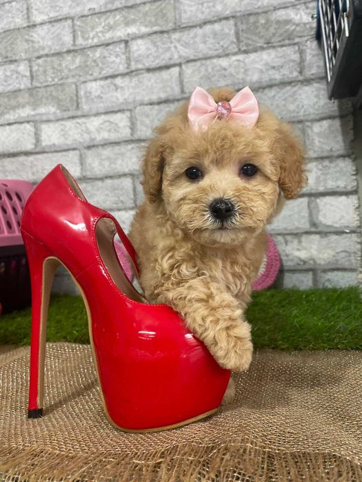 Caniche Toy Lindo