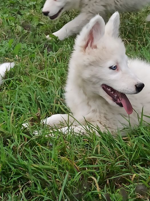 Łajka jakucka nie owczarek nie samojed nie border