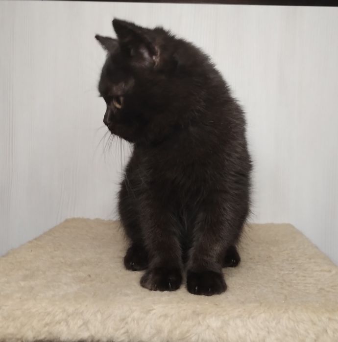 Чистокровний шотландський шоколадний хлопчик з ВАКЦИНАЦІЄЮ