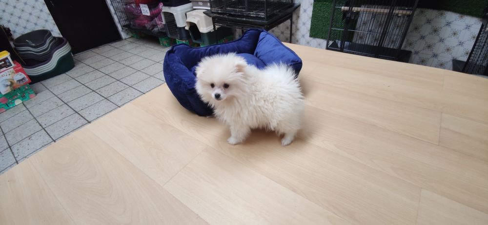 Spitz alemão anão fêmea Lulu da Pomerânia