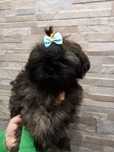 Malutki piesek shih tzu rodowód