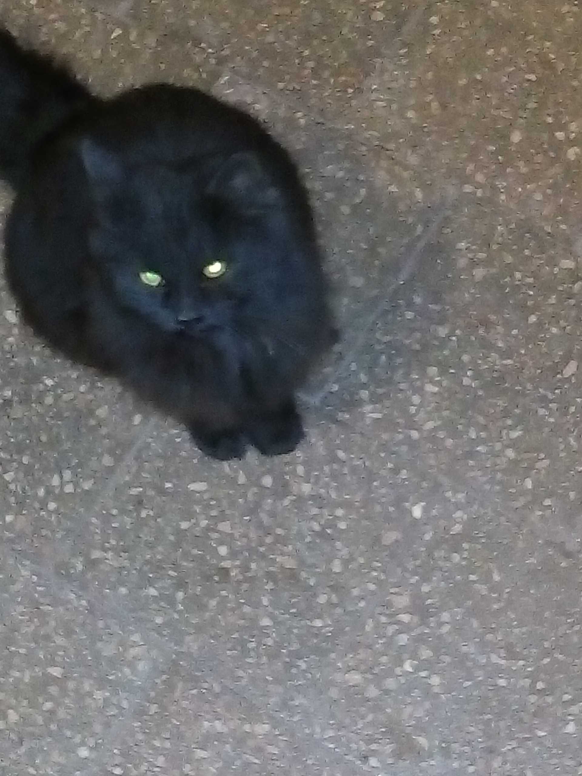 Чорна,пухнаста кішечка