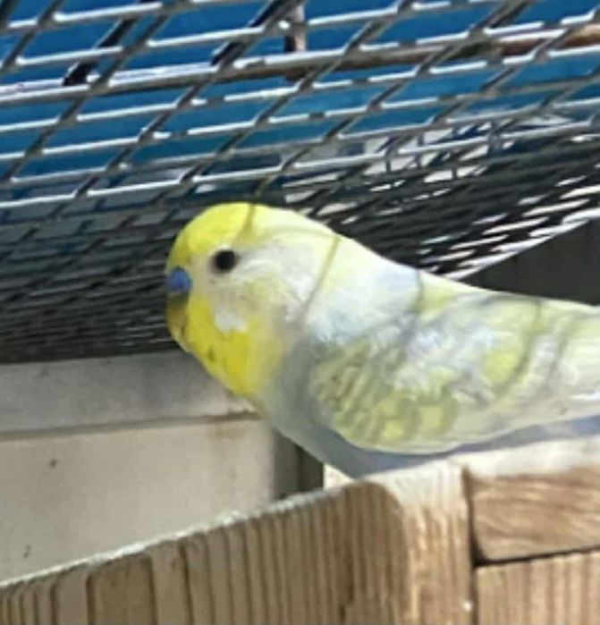 Sprzedam papugę faliste