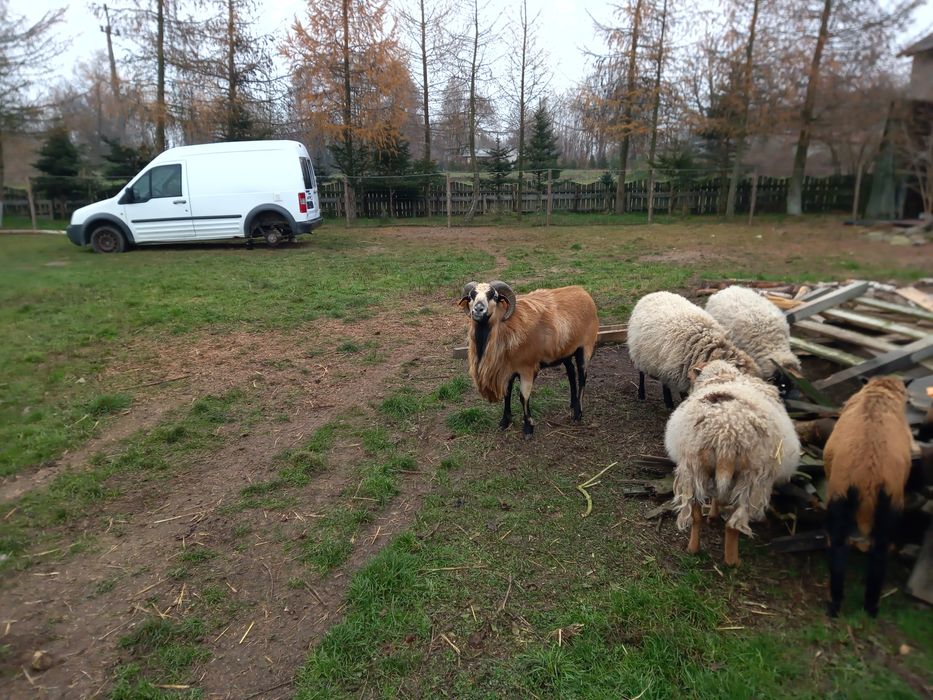 Młode owce w różnym wieku