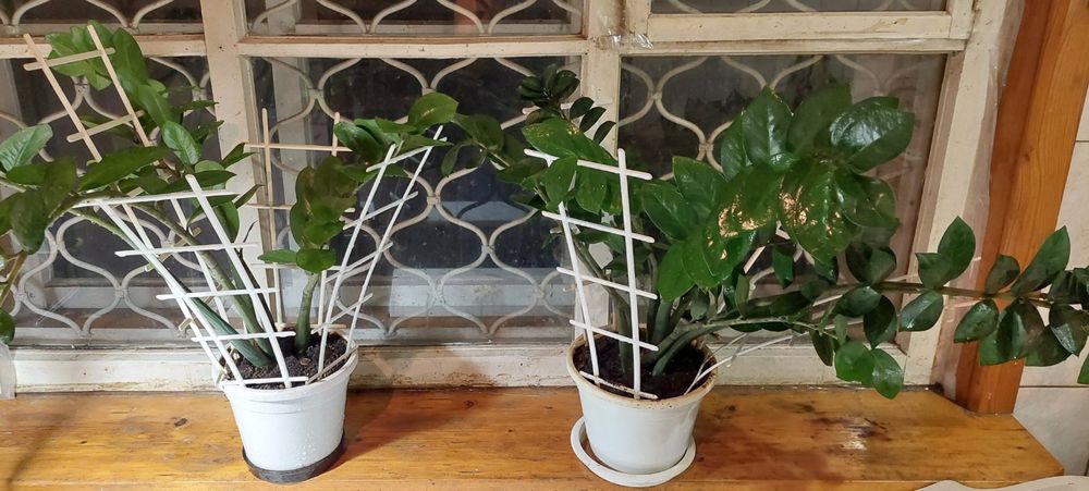 Продам Замиокулькас (долларовое дерево)