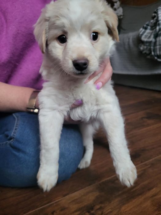 Oddam pieska za darmo