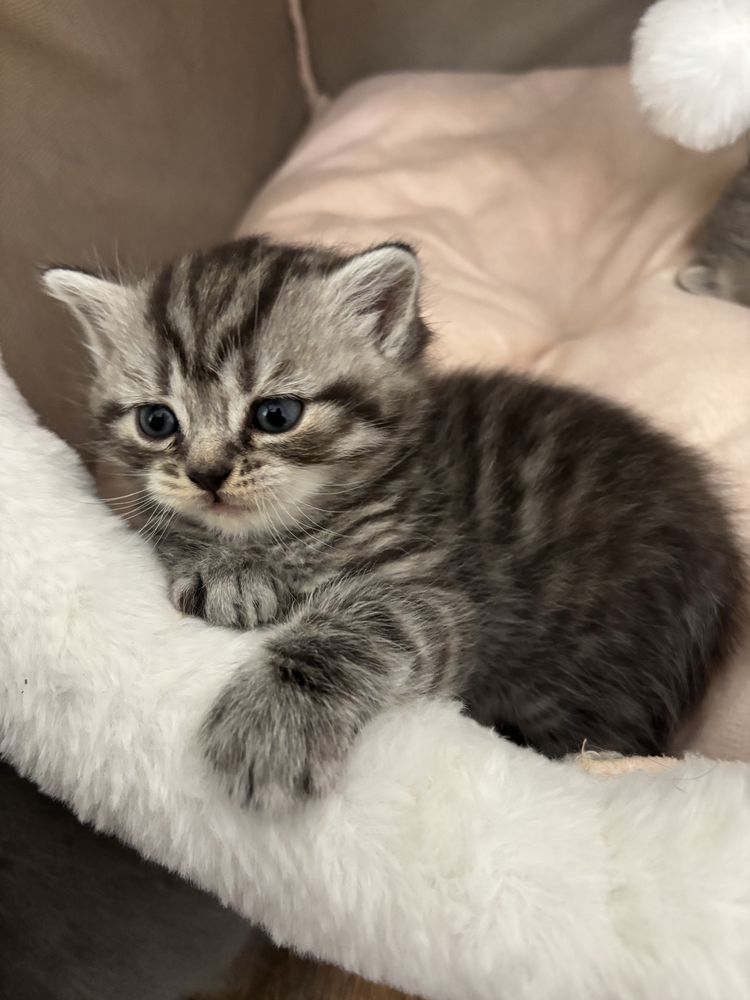 kocięta  Scottish Fold / Scottish Straight 2kotki i 3 kocurki!