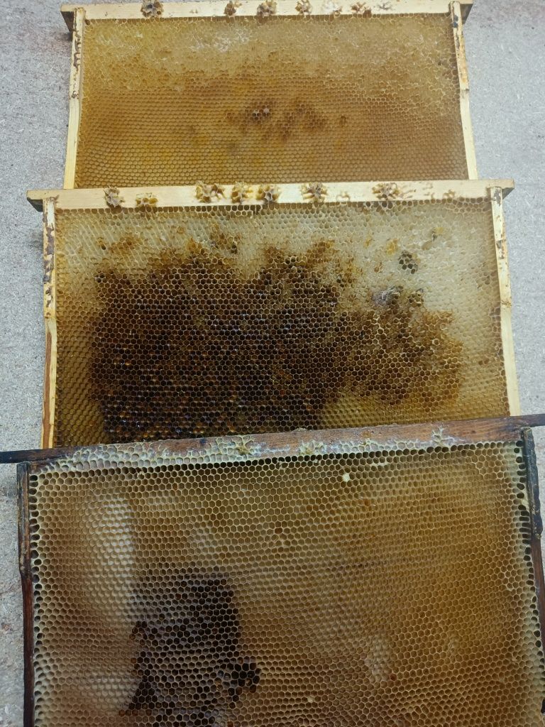 Рамки суш для бджолосімей у гарному стані