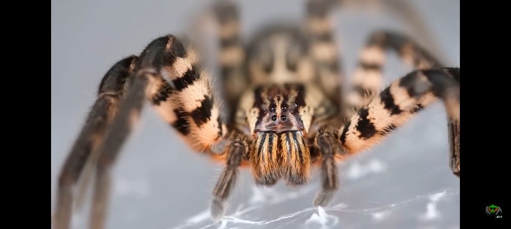 Pająk Cupiennius salei L3