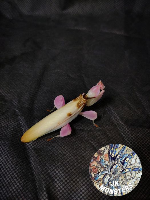 Modliszka storczykowa Hymenopus coronatus+gratisy