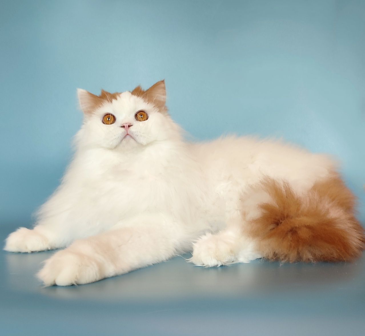 Шотландський котик