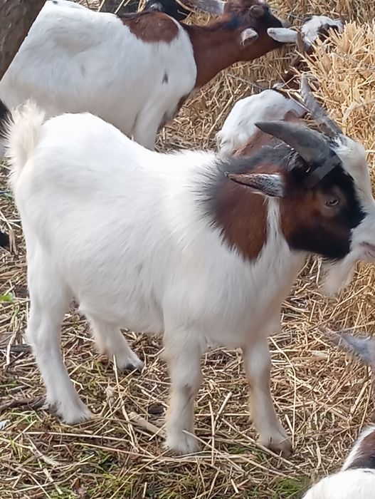 Cabrio anão macho um ano