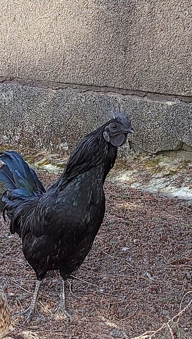 Kogut Ayam Cemani