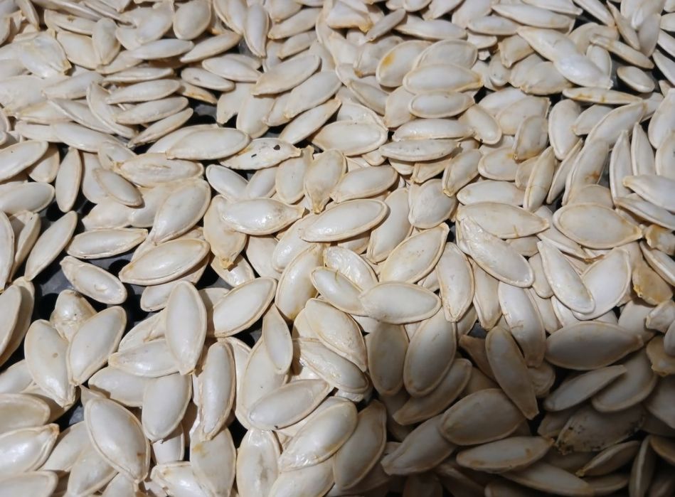 Продам гарбузове насіння