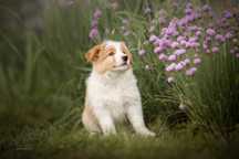 Border Collie Ee red  piesek FCI