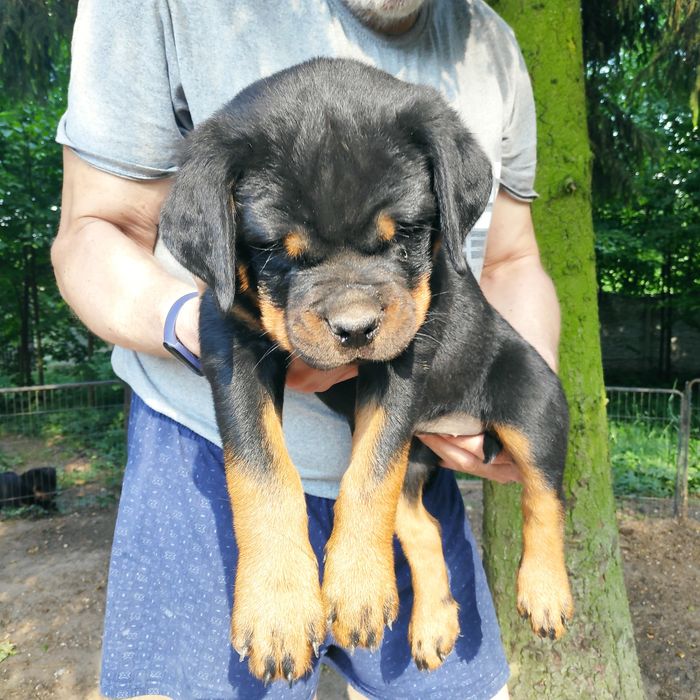 Rottweiler, szczeniak FCI