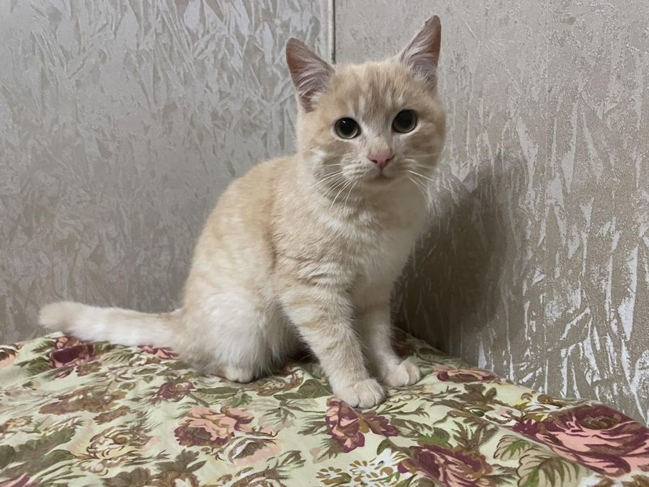 Шикарный халёный котик