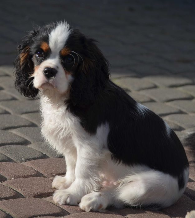 Cavalier King Charles Spaniel - piesek FCI