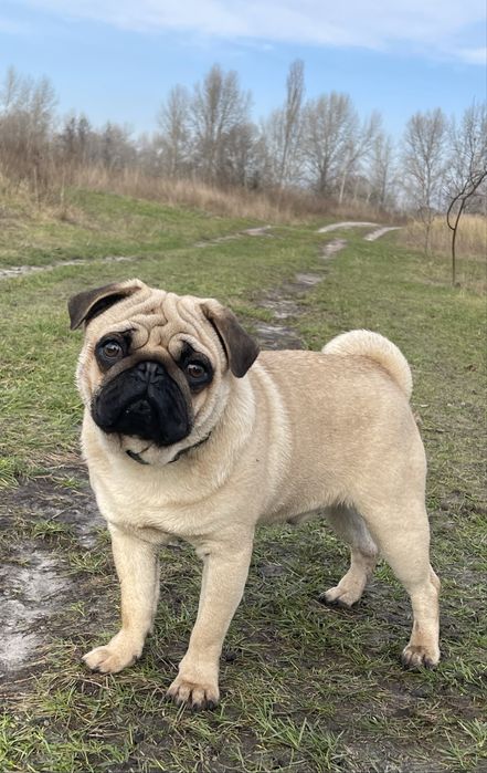 Мопс цуценята супер якість, п-к Голден Пак