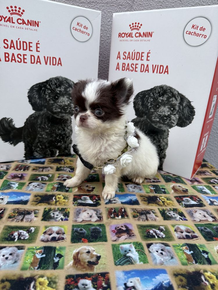 Lindissima Mini Menina chihuahua  pêlo longo