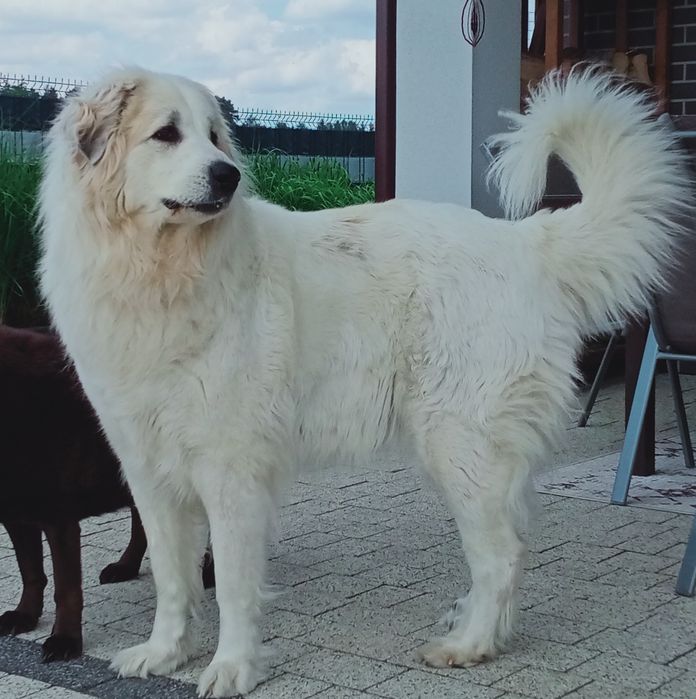 Pirenejski Pies Górski szczeniak   HERD KEEPERS FCI  - szczenię  FCI