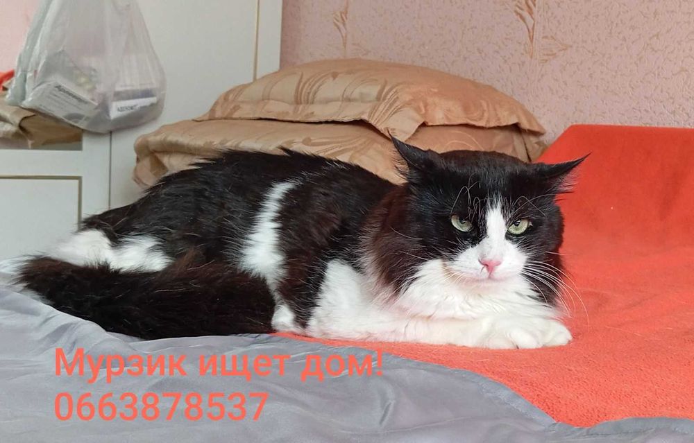 2 симпатичных котика, которые потеряли хозяина, ищут дом!