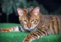 Kot toyger Bruno z rodowodem