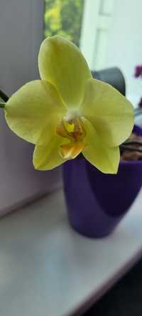 Продам жовту орхідею