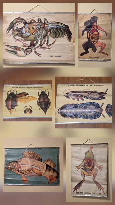 Plakat tablica naukowa stara prl szkolna anatomiczna medyczna biofiz