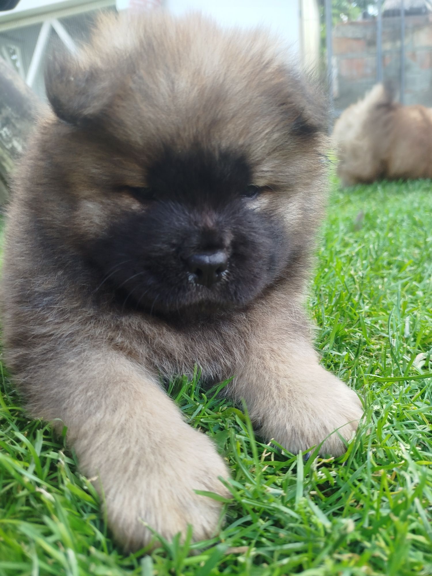 Chow chow FCI rudy piesek