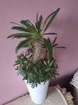 Palma madagaskaru 30 cm