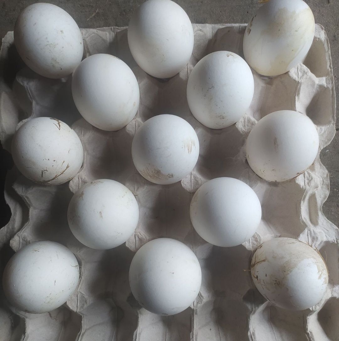 Продам інкубаційне яйце ГУСЕЙ ЛЕБЕДІВ