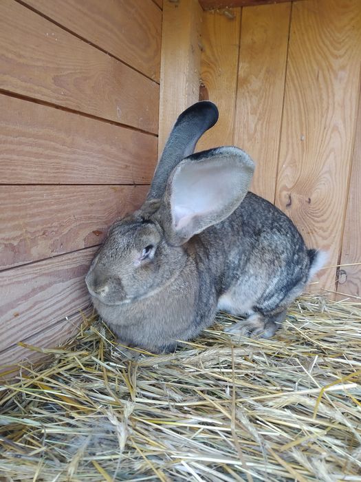 Królik samica Belg
