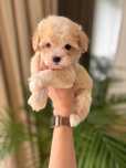 Maltipoo Kawowa Suczka Art Puppies